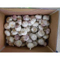 Venta caliente en mercado Fresh White White Garlic